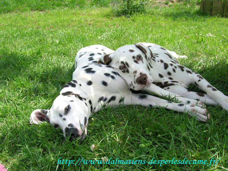 Koupyan Dalmatien