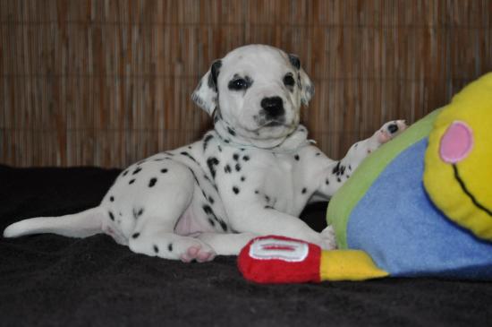 chiot-dalmatien